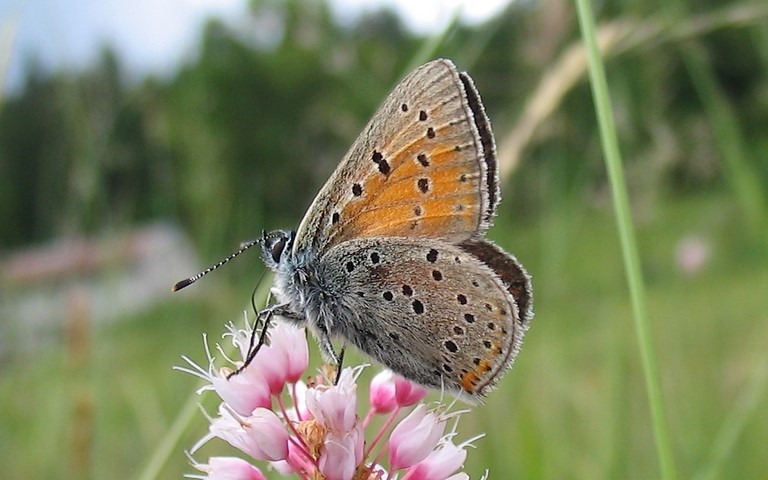 Papillons - Cuivré écarlate - Lycaena hippothoe