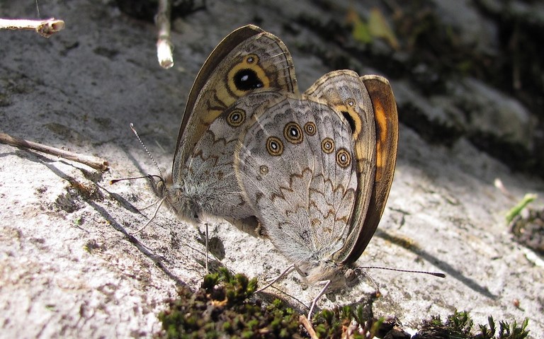 Papillons - Lasiommata maera - Couple
