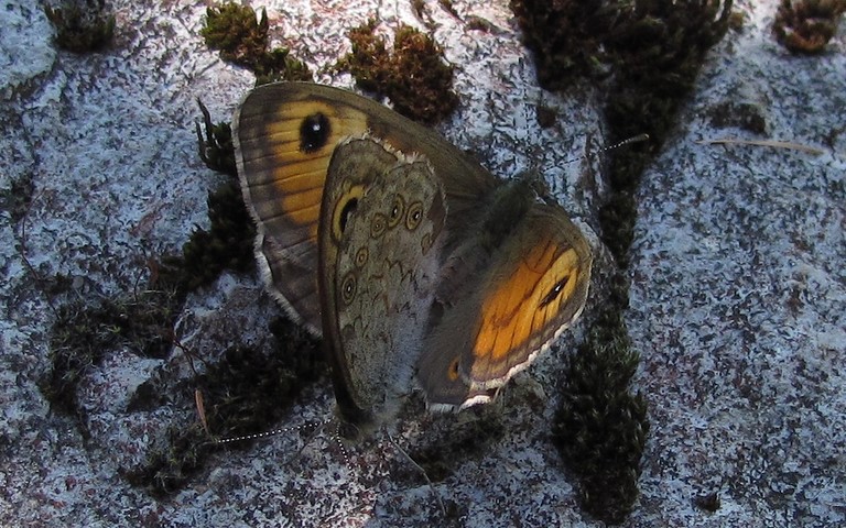 Papillons - Lasiommata maera - Couple