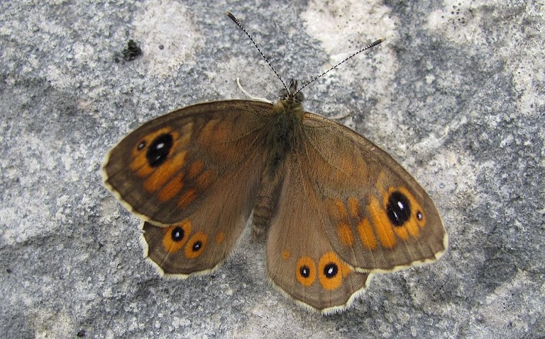 Papillons - Le némusien - Lasiommata maera