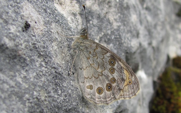 Papillons - Lasiommata maera - Ariane