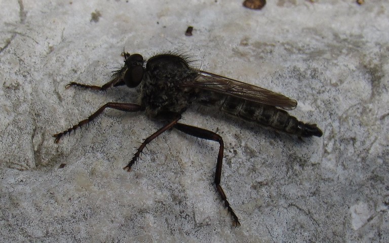 Diptères - mouche - Neoitamus sp