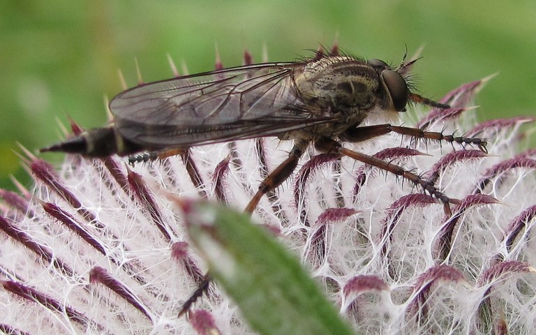 Diptères - mouche - Neoitamus sp