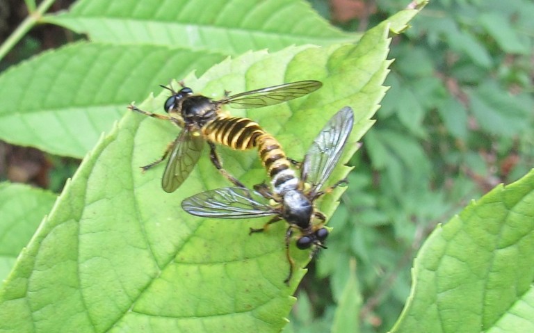 Diptères - mouche - Choerades fimbriata