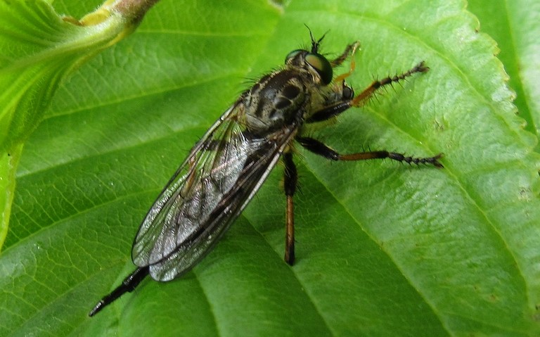 Diptères - mouche - Neoitamus Cyanurus - Femelle