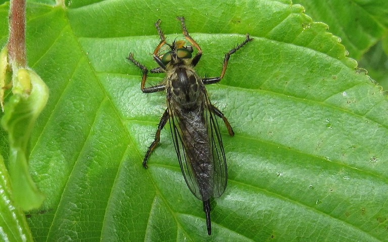 Diptères - mouche - Neoitamus cyanurus - Femelle