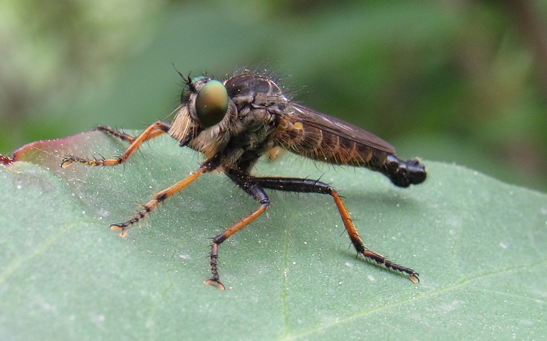 Diptères - mouche - Neoitamus cyanurus - Mâle