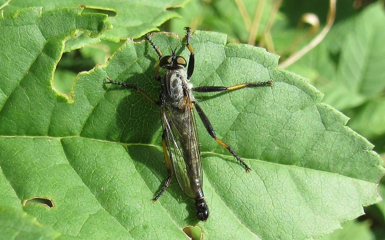 Diptères - mouche - Neoitamus cyanurus - Mâle