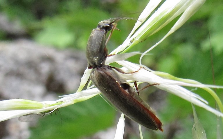 Coléoptères - Elateroides - Athous sp.