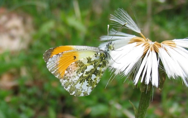 papillons - Aurore - Anthocharis Cardamines