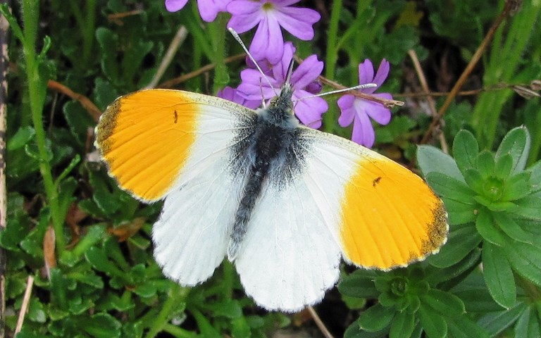 papillons - Aurore - Anthocharis Cardamines - mâle