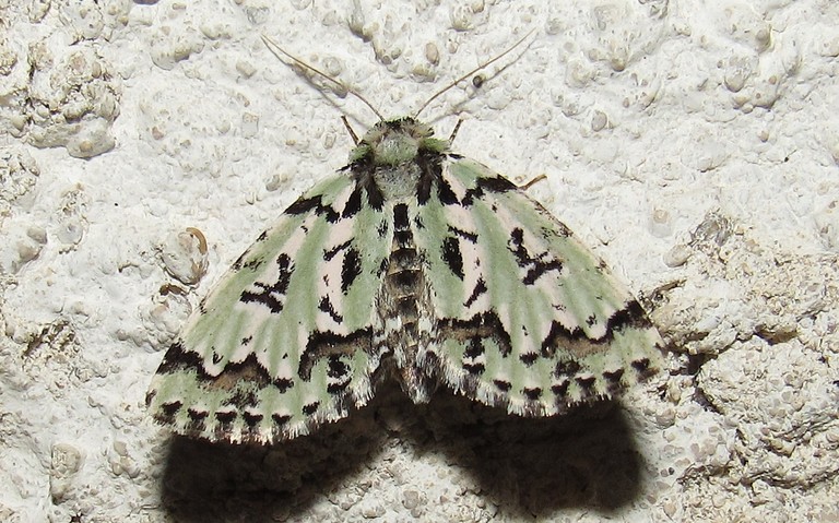 Papillons - L'avrilière - Moma alpium