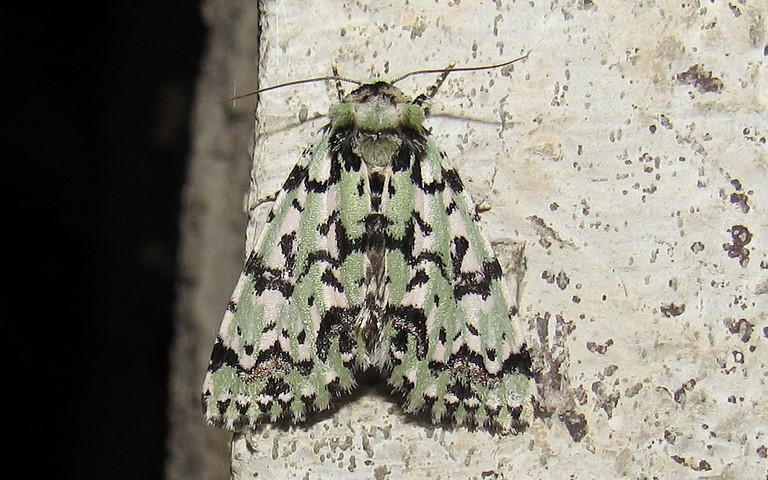 Papillons - L'avrilière - Moma alpium
