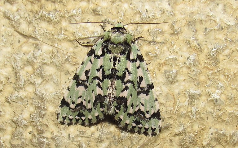 Papillons - L'avrilière - Moma alpium