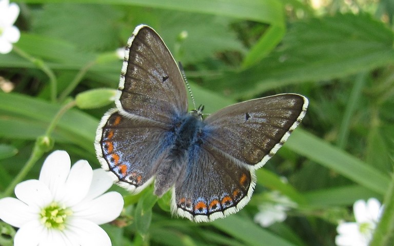 Papillons - Azuré bleu céleste - Lysandra bellargus - Femelle