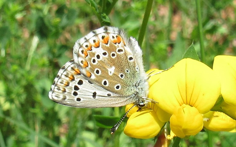 Papillons - Azuré bleu céleste - Lysandra bellargus