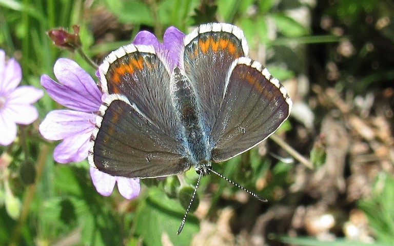 Papillons - Azuré bleu céleste - Lysandra bellargus - Femelle