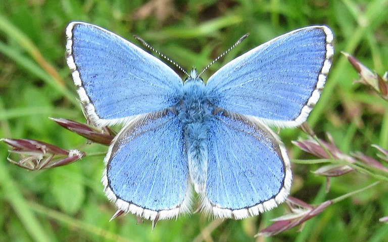 Papillons - Azuré bleu céleste - Lysandra bellargus - Mâle