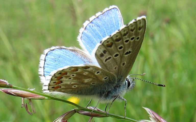 Papillons - Azure bleu celeste - Lysandra bellargus