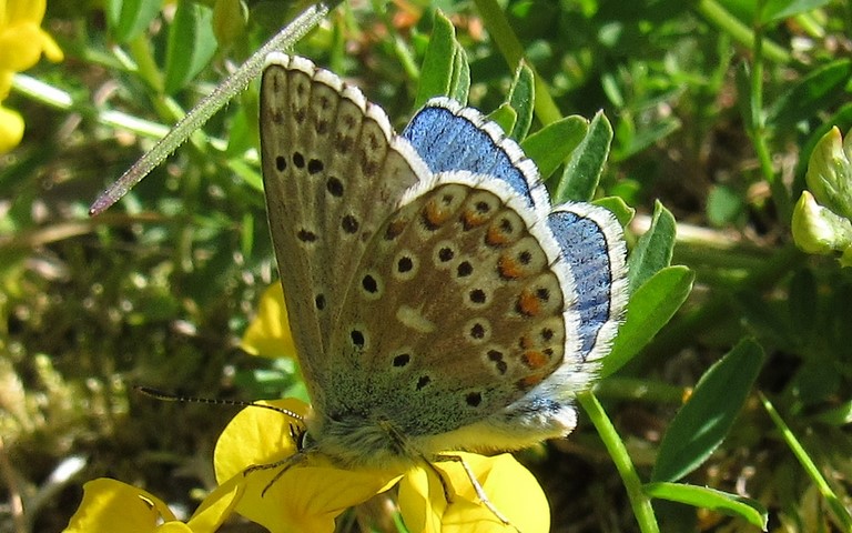 Papillons - Azuré bleu céleste - Lysandra bellargus