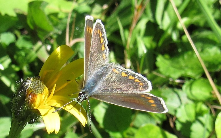 Papillons - Azuré commun - Polyommatus icarus - femelle