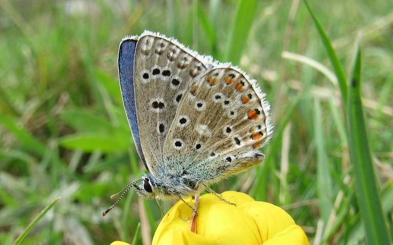 Papillons - Azuré commun - Polyommatus icarus - Mâle