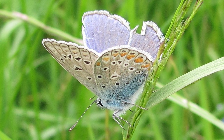Papillons - Azuré commun - Polyommatus icarus - mâle