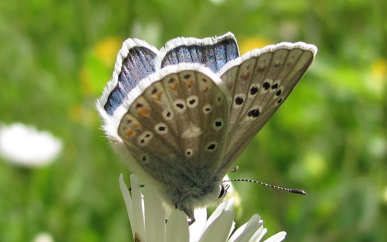 Papillons - Azuré de Chapman - Polyommatus thersites - mâle