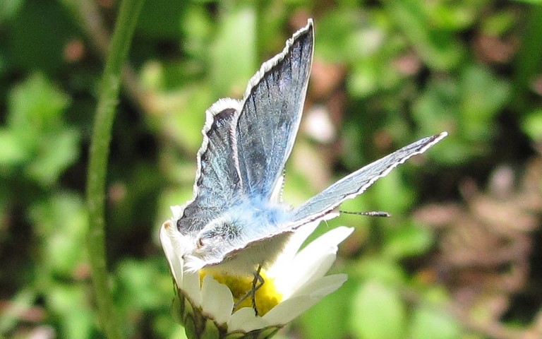 Papillons - L'azuré de Chapman - Polyommatus thersites - mâle