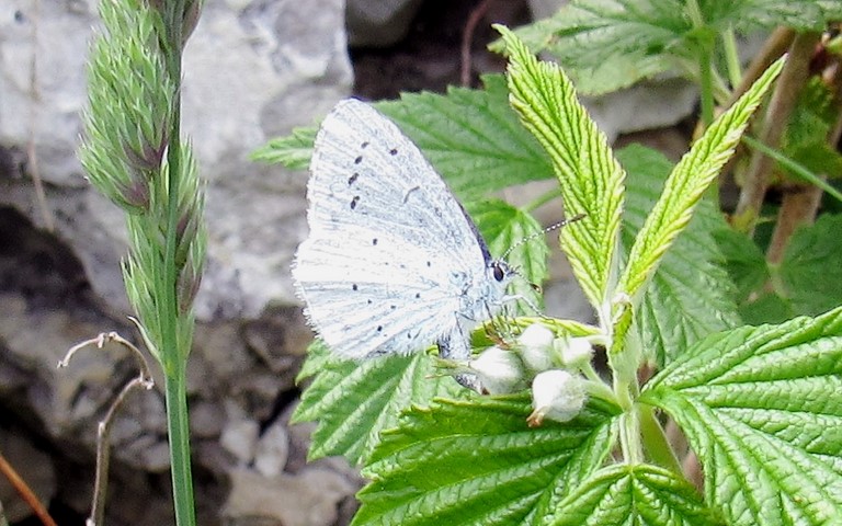 Papillons - Azuré de la faucille - Everes alcetas