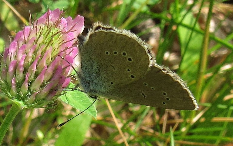 Papillons - L'azuré des mouillères - Phengaris alcon