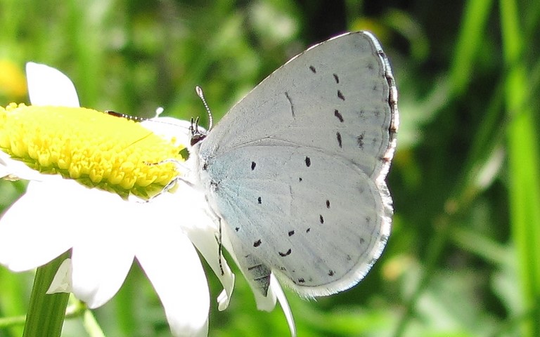 Papillons - Azuré des nerpruns - Celastrina Argiolu
