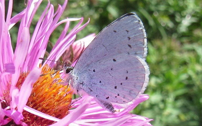 Papillons - Azuré des nerpruns - Celastrina argiolu