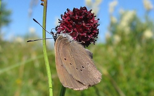 Papillons - Azuré des paluds - Maculinea Nausithous
