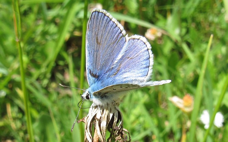 Papillons - Azuré indéterminé - Polyommatus sp.
