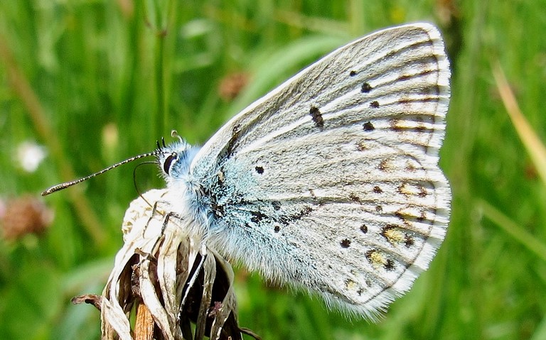 Papillons - Azuré indéterminé - Polyommatus sp.