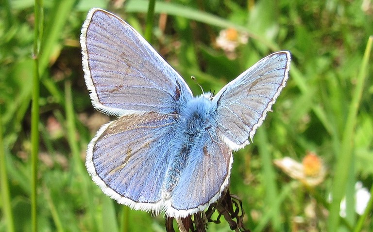 Papillons - Azuré indéterminé - Polyommatus sp.