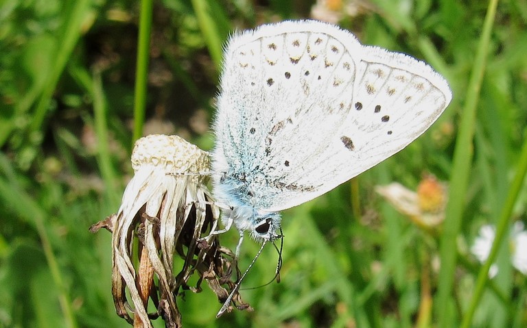 Papillons - Azuré indéterminé - Polyommatus sp.
