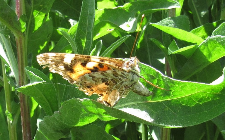 Papillons - Belle dame - Vanessa cardui - Ponte