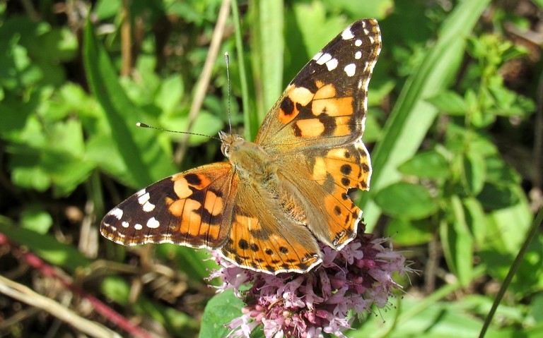 Papillons - Belle dame - Vanesse du chardon - Vanessa cardui