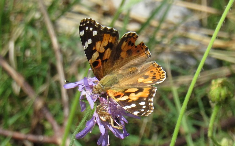 Papillons - Belle dame - Vanesse du chardon - Vanessa cardui