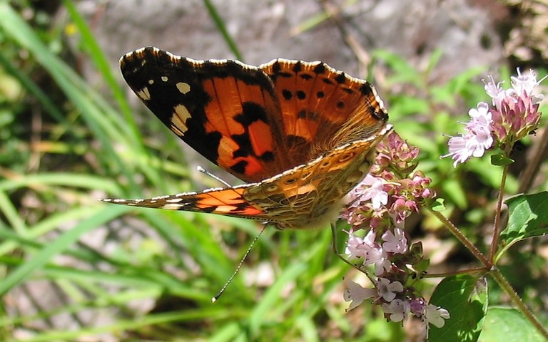 Papillons - Belle dame - Vanesse du chardon - Vanessa cardui