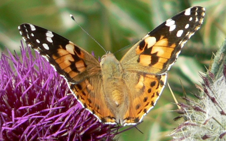 Papillons - Belle dame - Vanesse du chardon - Vanessa cardui