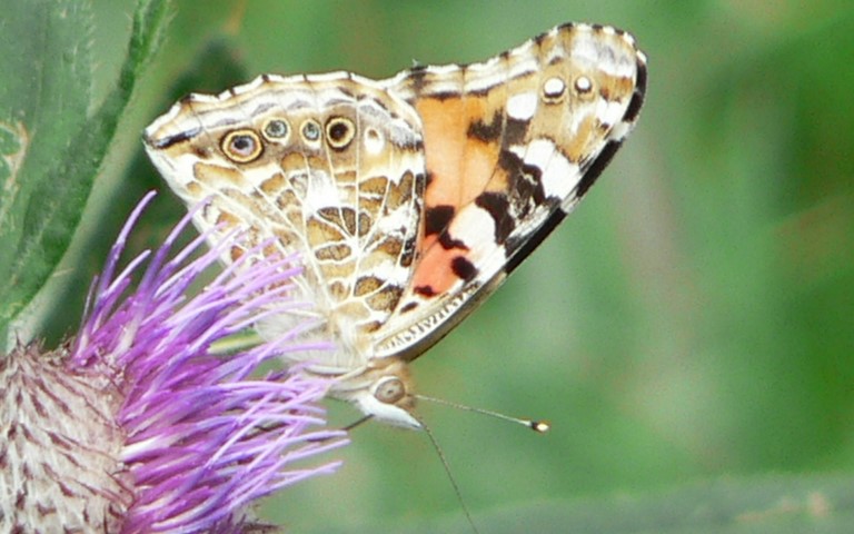 Papillons - Belle dame - Vanesse du chardon - Vanessa cardui