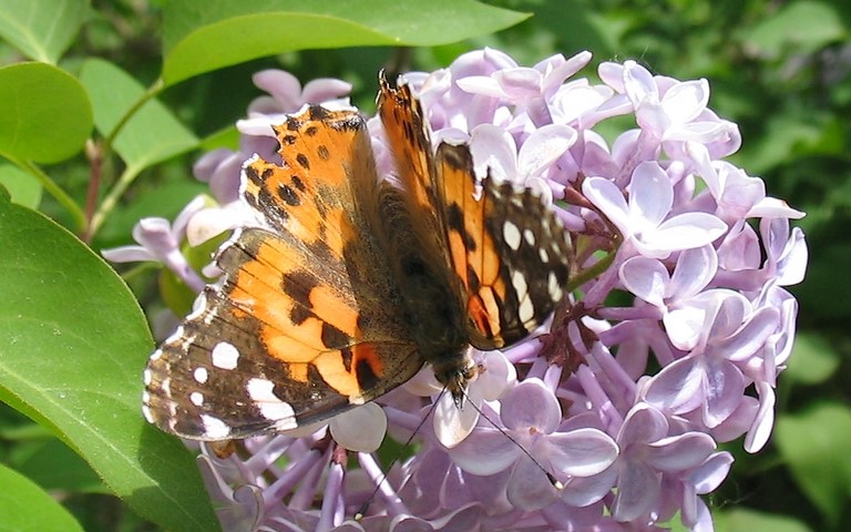 Papillons - Belle dame - Vanesse du chardon - Vanessa cardui