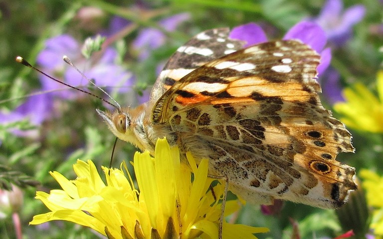 Papillons - Belle dame - Vanesse du chardon - Vanessa cardui