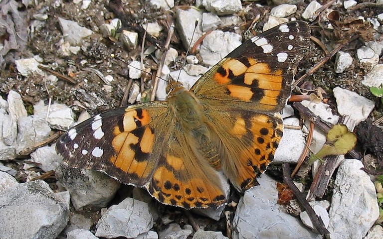 Papillons - Belle dame - Vanesse du chardon - Vanessa cardui