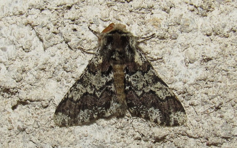 Papillons - Le biston marbré - Biston strataria - Mâle