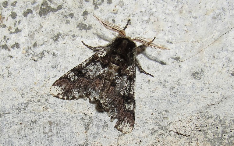 Papillons - Le biston marbré - Biston strataria - Mâle