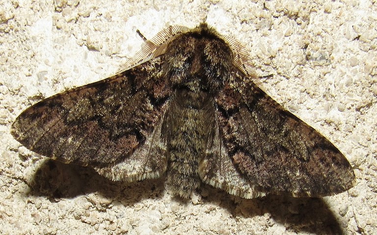 Papillons - Le biston marbré - Biston strataria - Mâle